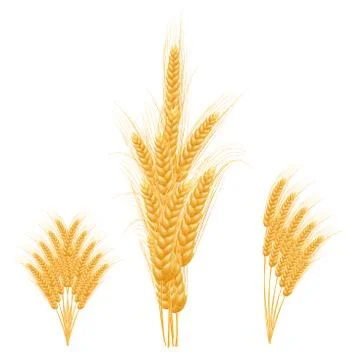 Ripe Ears wheat set. Isolated detailed template. Stock Illustration