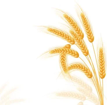Ripe Ears wheat set. Isolated detailed template. Stock Illustration