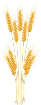 Ripe Ears wheat set. Isolated detailed template. Stock Illustration