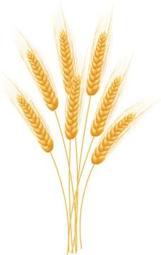 Ripe Ears wheat set. Isolated detailed template. Stock Illustration