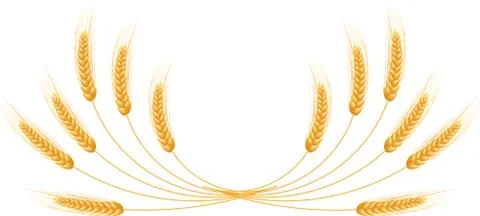 Ripe Ears wheat set. Isolated detailed template. Stock Illustration