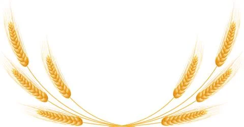 Ripe Ears wheat set. Isolated detailed template. Stock Illustration