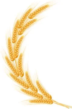 Ripe Ears wheat set. Isolated detailed template. Stock Illustration