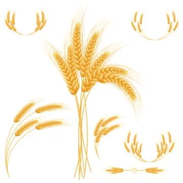 Ripe Ears wheat set. Isolated detailed template. Stock Illustration