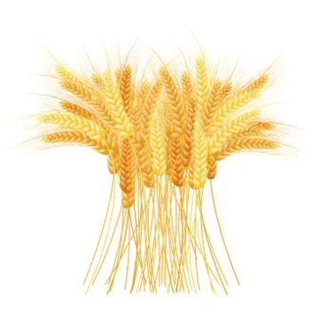 Ripe Ears wheat set. Isolated detailed template. Stock-Illustration