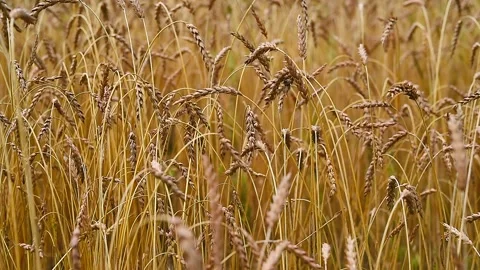 Ripe ears of wheat swaying in a light breeze close-up Stock Footage 137644583