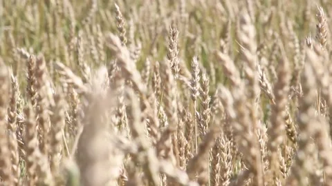 Ripe ears of wheat swaying in the wind, in an endless field. Stock Footage 122335565