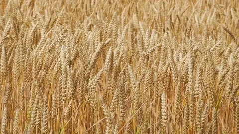 Ripe ears of wheat swaying in the wind in a field. slow motion Stock Footage 295454413