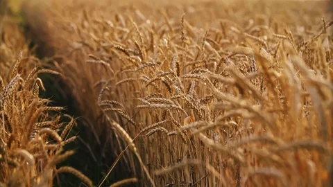 Ripe Ears Of Wheat Wave On A Wind in 4k Stock-Footage 114889305
