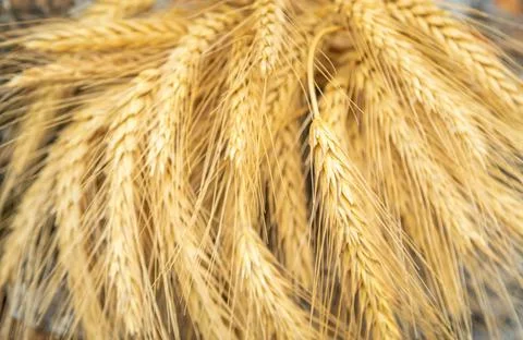Ripe ears of yellow wheat close up Stock Photos