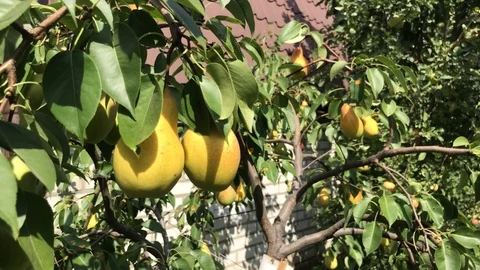 Ripe eco pears on the tree. Closeup footage of yellow pear in the garden Stock Footage 94490070