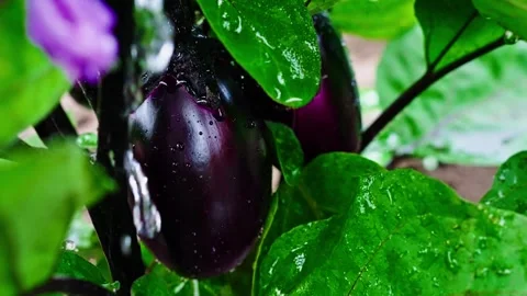 Ripe eggplant on a branch, getting wet in the rain Stock Footage 307133627
