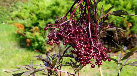 Ripe elder fruits Stock Footage 52334327