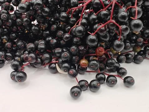 Ripe elderberries on a bright background Stock Photos