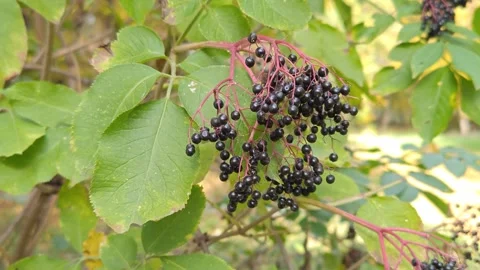 Ripe elderberries on a bush Video stock 319039675