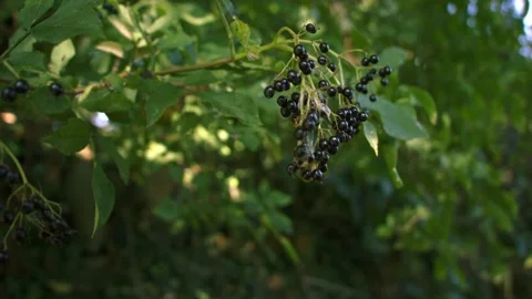 Ripe elderberries growing on tree branch Stock Footage 345159757