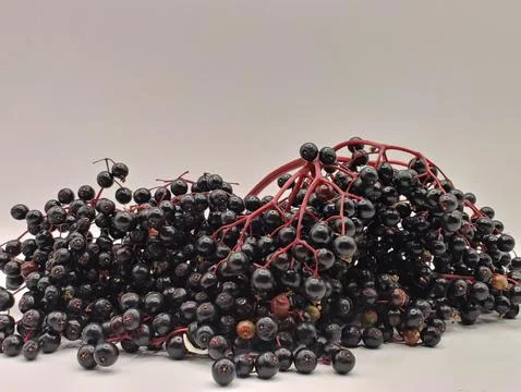 Ripe elderberries on a white background Stock Photos
