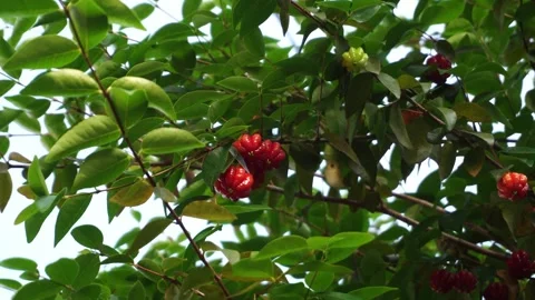 Ripe Eugenia uniflora fruit Stock Footage 291631229