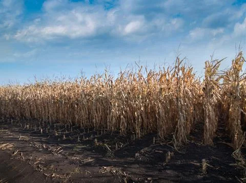A ripe field of corn in the fall before harvest. Stock Photos