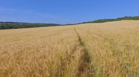 Ripe fields of barley Stock Footage 50809621