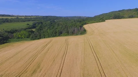 Ripe fields of barley Stock Footage 50809901