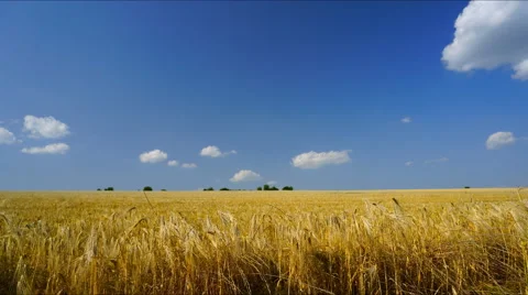 Ripe fields of barley Stock Footage 51358862