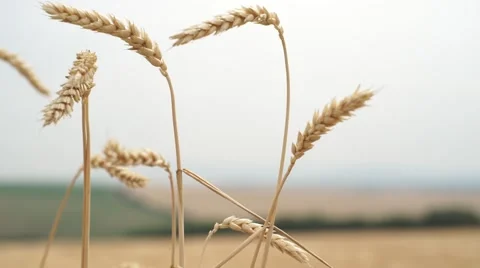 Ripe of fields with a truck passing by in the background Stock Footage 52381536