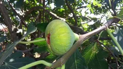 Ripe fig fruit on a fig tree Stock Photos