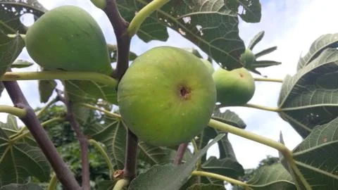 Ripe fig fruit on a fig tree Stock Photos