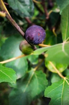 Ripe fig fruit on the tree attached to the branch Stock Photos