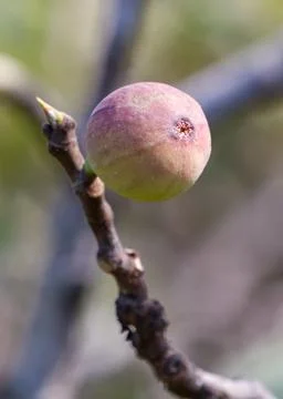 Ripe fig fruit on a tree branch. Close-up Foto stock