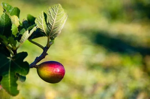 Ripe fig fruit on tree Stock Photos