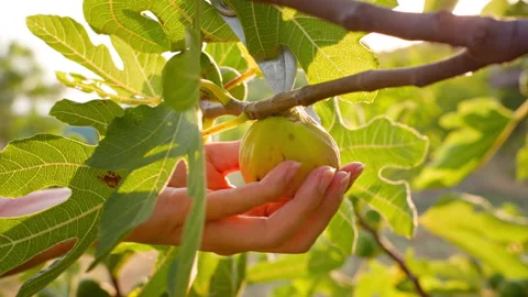 A ripe fig is picked from a tree and bathed in the warm rays of the setting sun Video stock 279012710