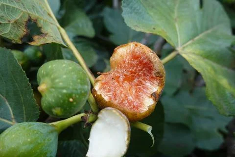 Ripe fig split open on the branch, revealing vibrant red interior Stock Photos