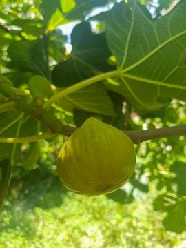 Ripe fig on a tree branch Stock Photos