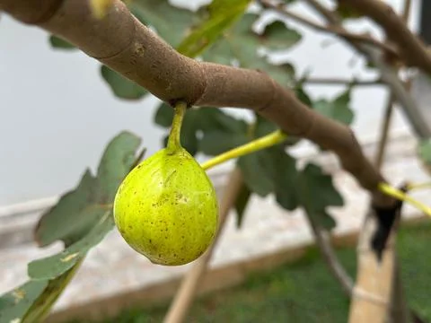 Ripe fig on tree branch Stock Photos