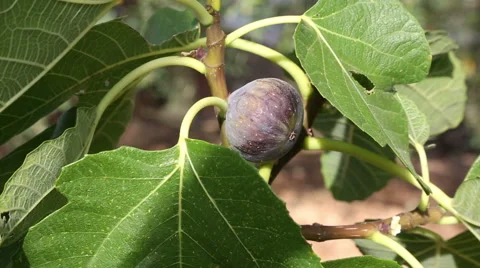 Ripe fig on the tree Stock Footage 55099621