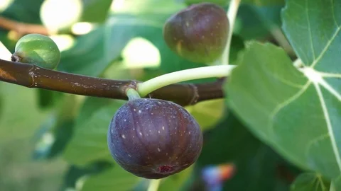 Ripe fig on a tree Stock Footage 118081166