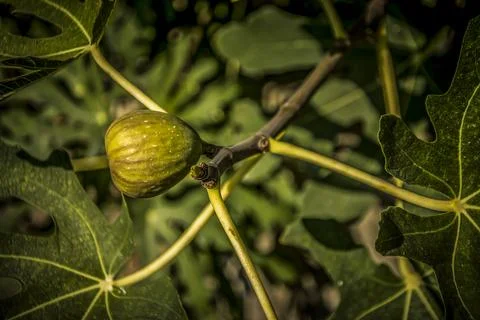 Ripe fig on a tree Stock Photos