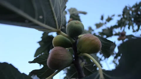 Ripe figs are sprouting on a fig tree branch. Southern fruit. Ripe figs. Stock-Footage 313297354