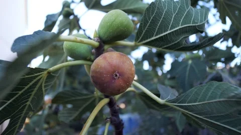 Ripe figs are sprouting on a fig tree branch. Southern fruit. Ripe figs. 库存影片 332873568