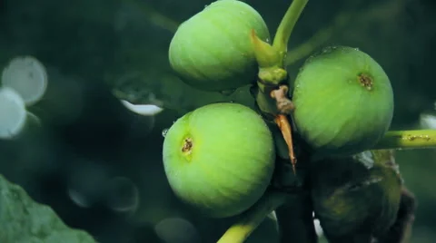Ripe figs Stock Footage 68819206