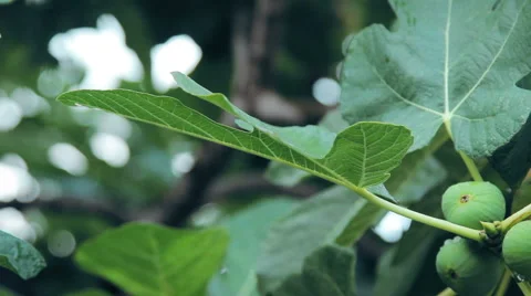 Ripe figs Stock Footage 68819274