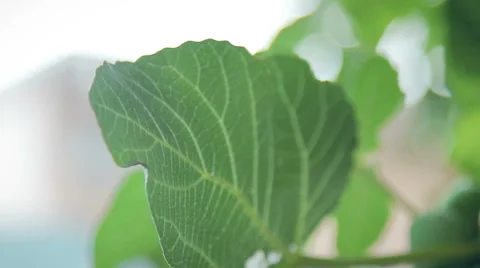Ripe figs Stock Footage 68819298
