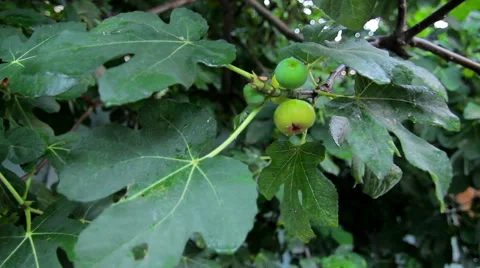 Ripe figs Stock Footage 68819315