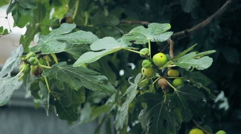 Ripe figs Stock Footage 68819557