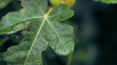 Ripe figs Stock Footage 68819605