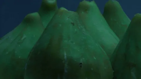 Ripe figs 스톡 동영상 79521957