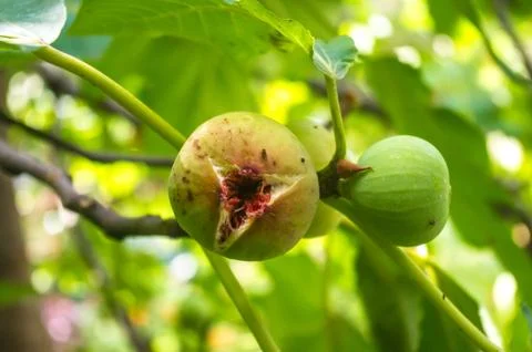 Ripe figs fruit on branches, close up Stock Photos