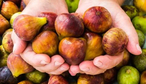 Ripe figs in human hands Stock Photos